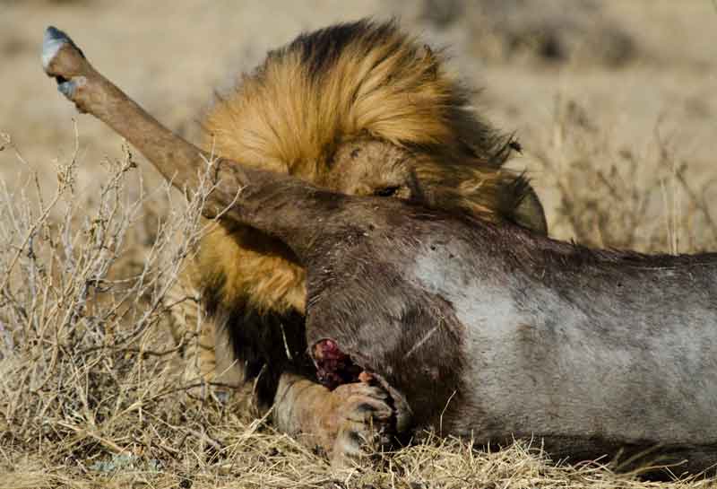 24 - Namibia - leones comiendo - parque nacional de Etosha